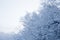 Tree branches covered in snow and fog in winter - great for wallpapers