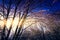 Tree branches covered with snow, sunshine - winter