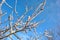 Tree branches covered with white fluffy snow close up detail, winter in forest, bright blue sky