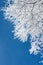 Tree branches covered with white frost