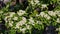 Tree branches with flowers and green leaves of Sorbus alnifolia.