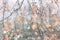 Tree branches  with flying autumn leaves under the first falling snow