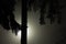 Tree branches at foggy night lit by streetlamp