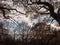 tree branches forest canopy sky silhouettes clouds blue landscape nature