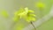 Tree branches with fresh green leaves. Young oak leaves on branch on sunny day. Close up.