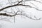 Tree branches in frost, close-up. Misty winter forest