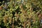 Tree branches with fruits of American Hornbeam.