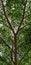 Tree Branches and Green Leaves Under Overcast Sky