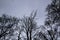 A tree branches on the grey sky. A Mainly gloomy cloudy day. Looking up to grey sky through tree branches. Beautiful black