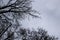 A tree branches on the grey sky. A Mainly gloomy cloudy day. Looking up to grey sky through tree branches. Beautiful black