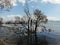 Tree branches and the lake under blue sky