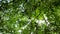 Tree branches and leaves against blue sky. close up of trees with bright afternoon sun and rays. moves under the treetops