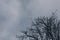 Tree branches without leaves against cloudy sky