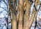 Tree branches without leaves large trunks and small branches against the sky