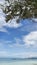 Tree Branches and Leaves Overlooking Blue Sky and Sea