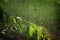 Tree Branches Lush Green Growth with Rain Falling Drops Drips Storm