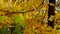 Tree Branches With Lush Yellow Leaves in Autumn