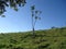 tree without branches on a mountain with the sky in the background