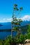 Tree branches with the Nahuel Huapi Lake in the Background