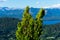 Tree branches with the Nahuel Huapi Lake and the mountains in the Background