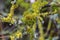 Tree branches overgrown with moss and lichen