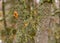 Tree branches overgrown with moss and lichens, autumn