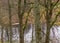 Tree branches overgrown with moss and lichens, autumn