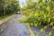 Tree branches in road after high winds