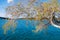 Tree branches set against the blue sea waters at Vouliagmeni beach, Athens, Greece