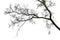 Tree branches silhouette over white background