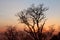 Tree branches silhouette sunset