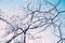 Tree branches in snow on blue sky background gentle winter landscape