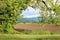 Tree Branches and Sprawling Farmland