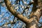 Tree branches and spring blossom photographed at the Pinner Parish Church graveyard, Pinner Middlesex UK