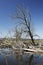 Tree and branches submerged in wetlands habitat