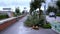 Tree branches and trunk lie on sidewalk against passing cars