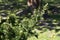 Tree branches of Tsuga canadensis.