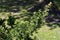 Tree branches of Tsuga canadensis.