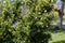 Tree branches of Tsuga canadensis.