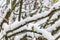 Tree branches under the snow, closeup. First snow. Soft focus, shallow depth of field