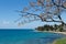 Tree branches and view on beautiful Adriatic sea shore in Zadar