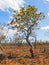 Tree of brazilian savanna (Cerrado).