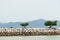 Tree on breakwater formed by concrete blocks