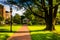 Tree and brick walkway at John Hopkins University in Baltimore,