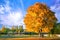 Tree with bright orange autumn foliage on lake