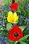 Tree bright tulips, red and yellow, between blue small flowers i