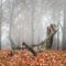 A tree broken due to a recent wind storm. A dead tree with fog in the background