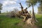 A tree broken by a hurricane. Close-up of an old tree trunk that fell to the ground from the effects of a storm