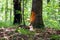 A tree with a broken piece of bark, a ray of light illuminates the scene in the forest.