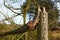 Tree broken in storm